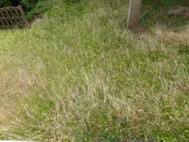 Espaces verts - 24 juin 2017